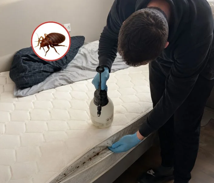 Technicien traitant un matelas contre les punaises de lit à Saint-Nom-la-Bretèche